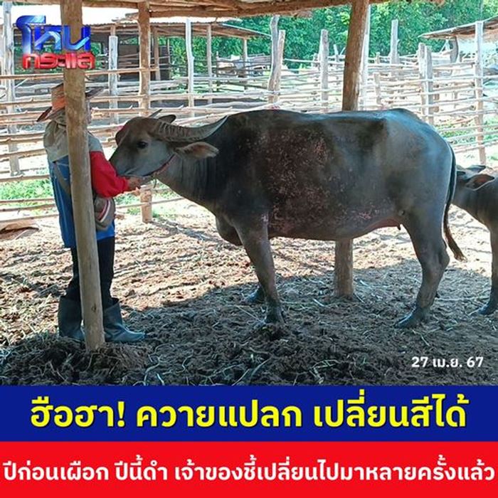  ควายเปลี่ยนสี
