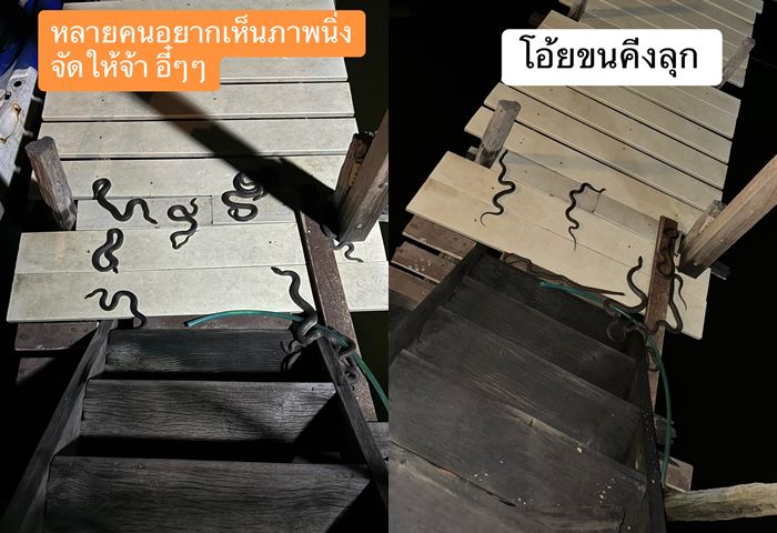 นอนโฮมสเตย์ริมน้ำ เจอกองทัพงู