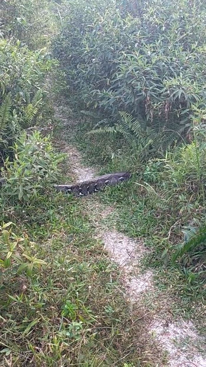 งูยักษ์