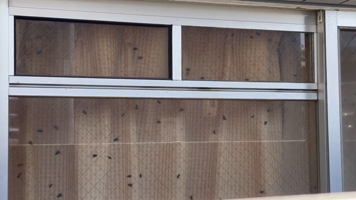 แมลงวัน