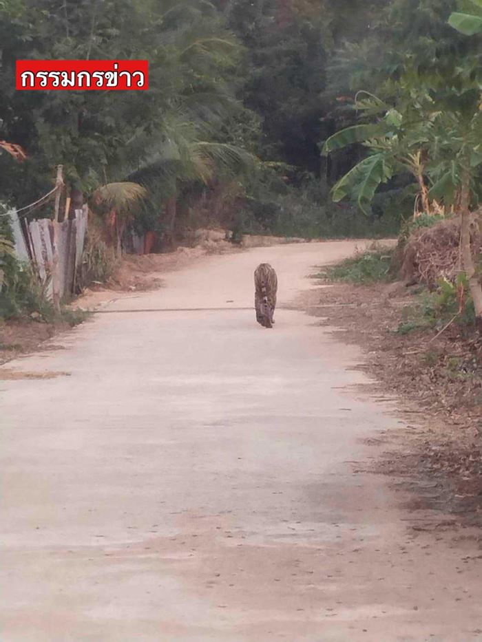 เสือโคร่งเดินในหมู่บ้าน