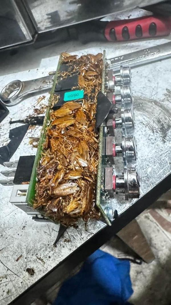 แมลงสาบอยู่ในเครื่องชงกาแฟ