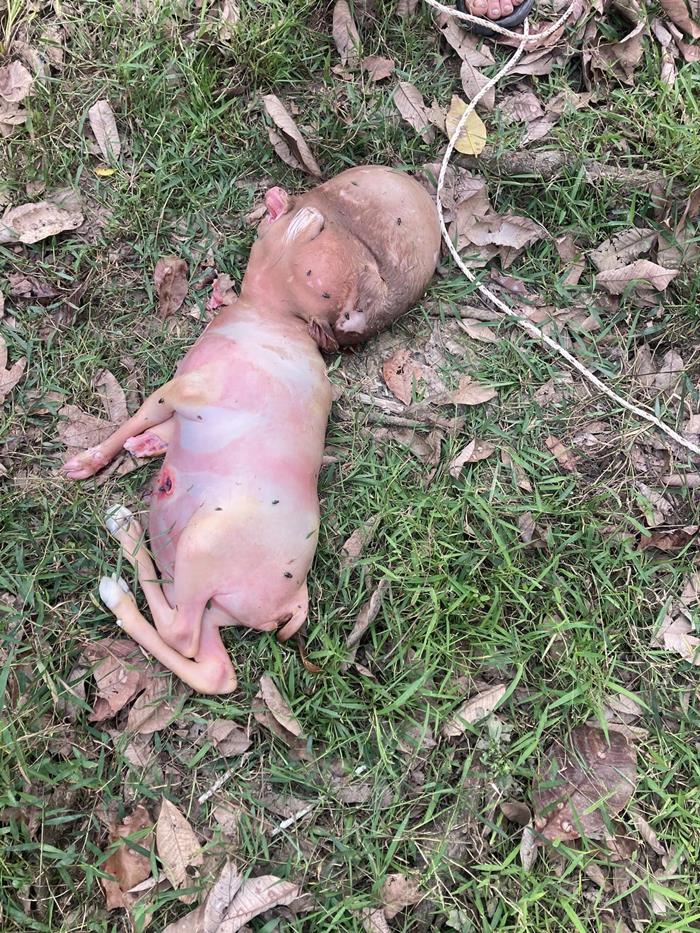 ลูกครึ่งวัวคน