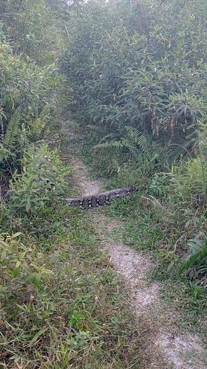 งูยักษ์