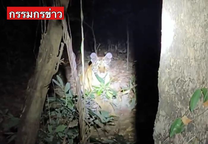 เสือโคร่งเดินในหมู่บ้าน