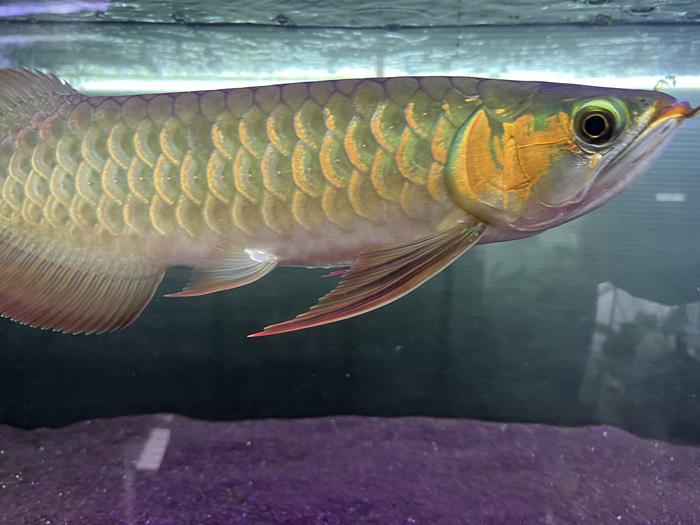 ปลามังกร ส่งสัญญาณก่อน แผ่นดินไหวญี่ปุ่น