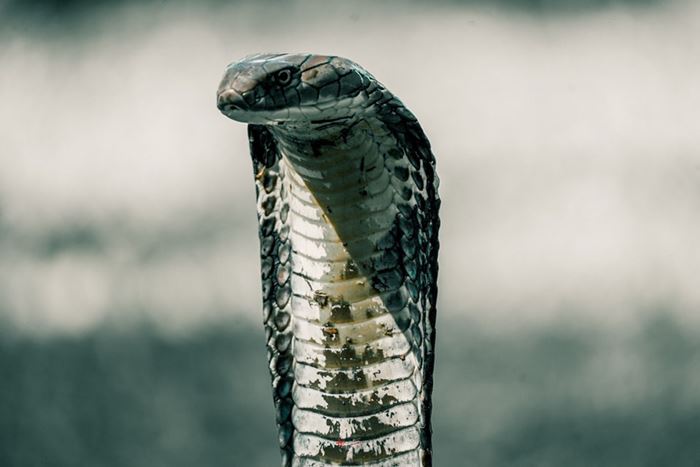 งูจงอางกัด