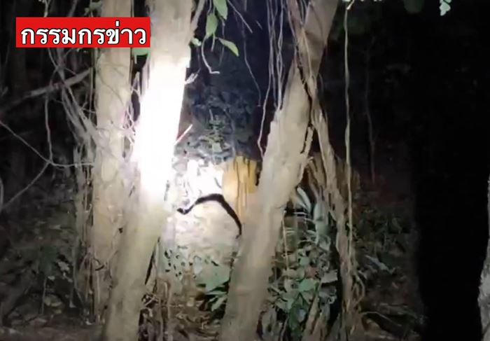 เสือโคร่งเดินในหมู่บ้าน