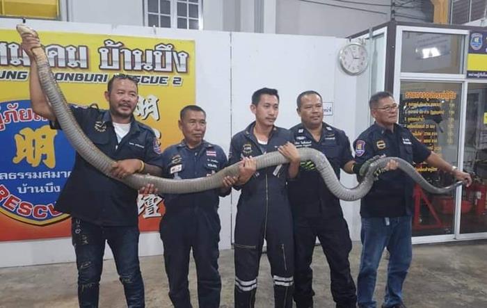 งูจงอางยักษ์ 