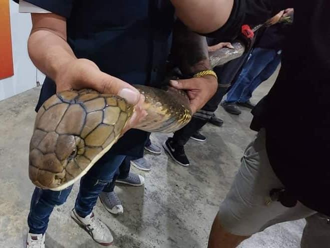 งูจงอางยักษ์ 