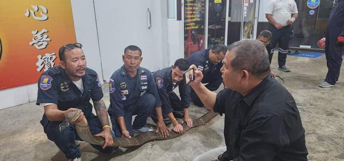 งูจงอางยักษ์ 