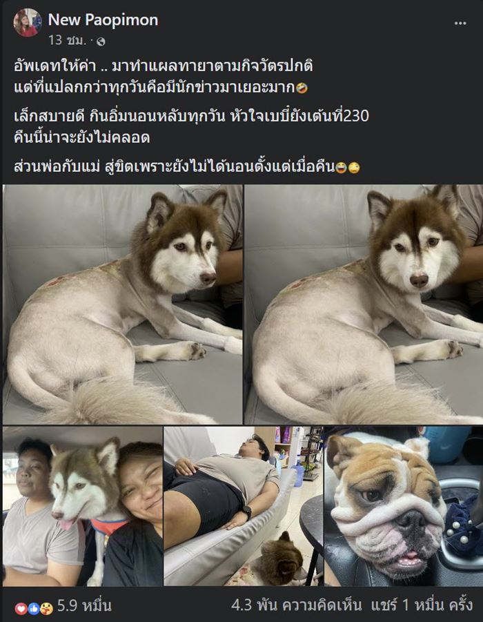 ไซบีเรียน โดนน้ำร้อนราด 