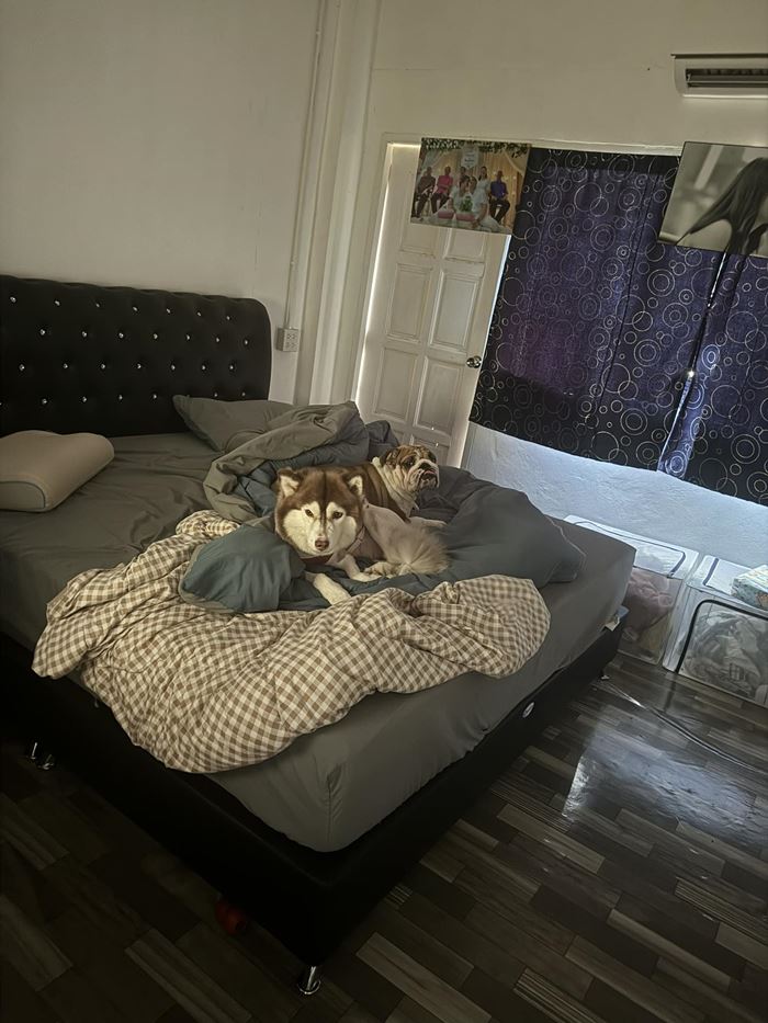 ไซบีเรียน โดนน้ำร้อนราด 