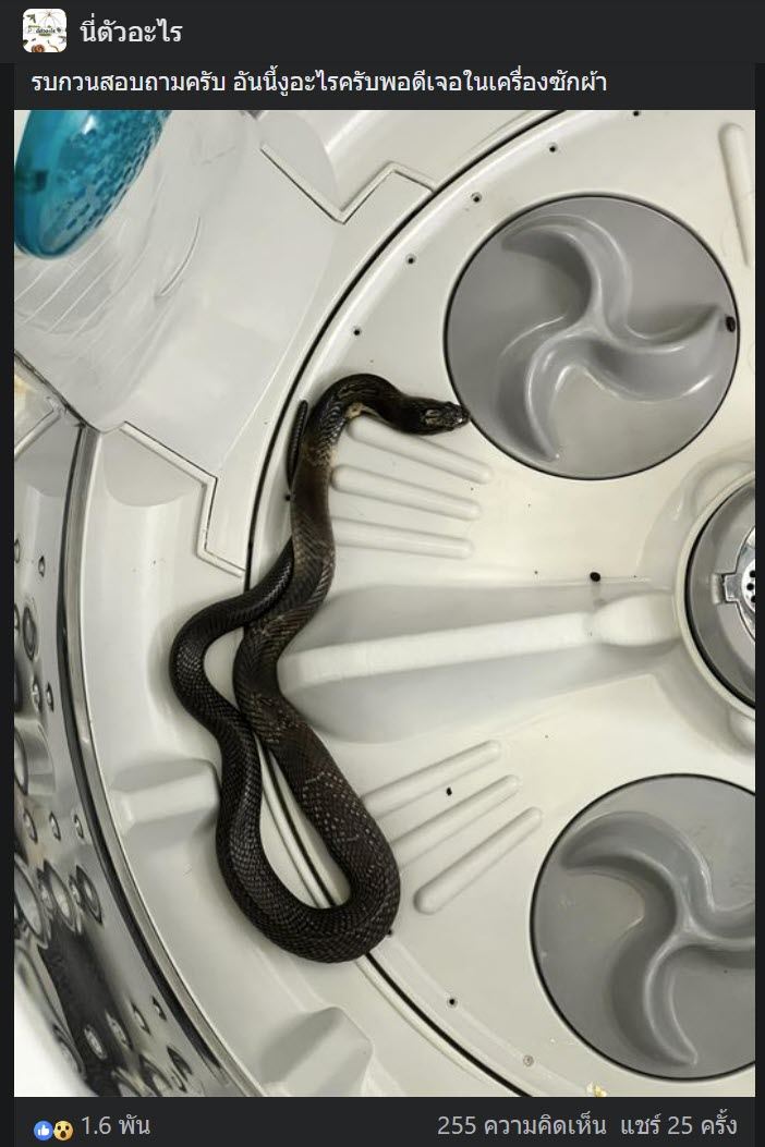 งูเข้าเครื่องซักผ้า