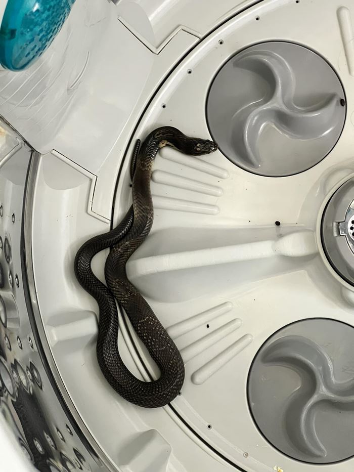 งูเข้าเครื่องซักผ้า