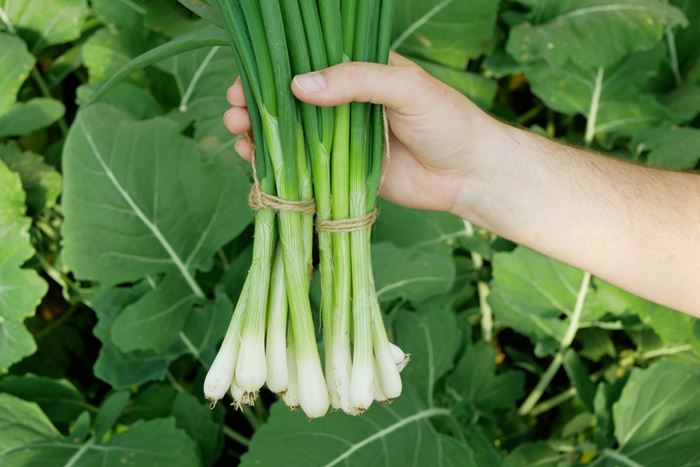 เตือนผักที่ไม่ควรกินสด