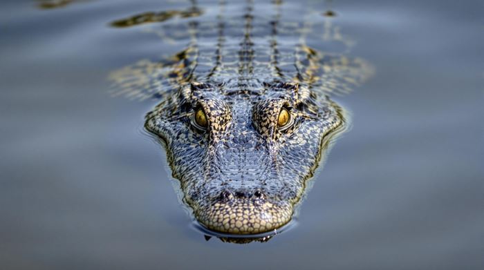 จระเข้กินคน