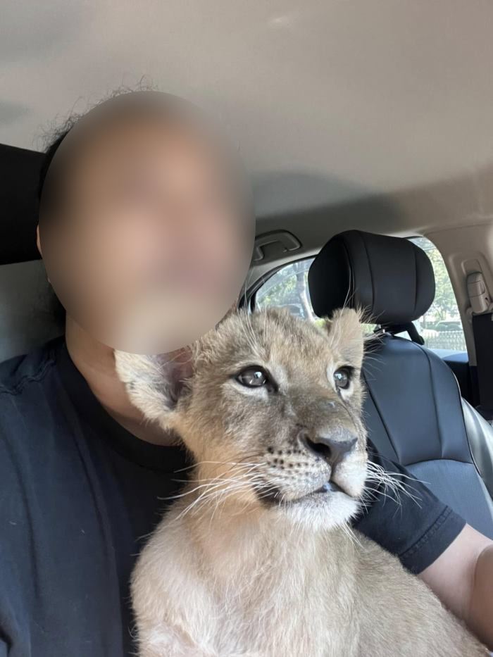 หนุ่มรถรับจ้างขนลูกสิงโต โดนสอบ