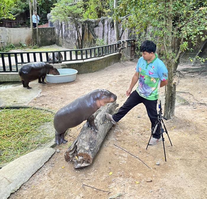 หมูเด้ง เขาเขียว