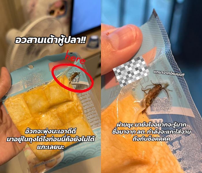 แมลงสาบในถุงเต้าหู้ปลา