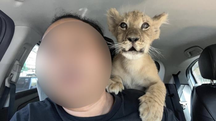 หนุ่มรถรับจ้างขนลูกสิงโต โดนสอบ