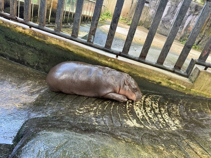 หมูเด้ง เขาเขียว