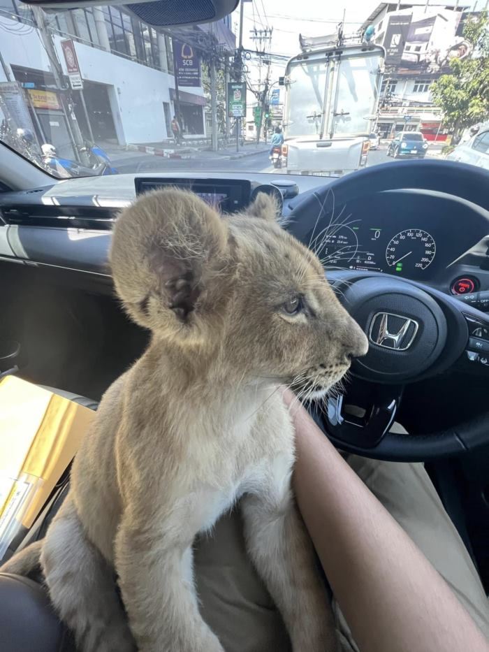 หนุ่มรถรับจ้างขนลูกสิงโต โดนสอบ