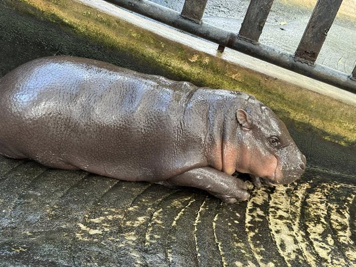 หมูเด้ง เขาเขียว