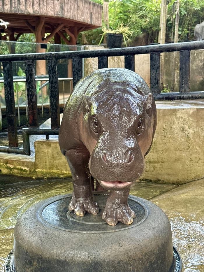 หมูเด้ง เขาเขียว