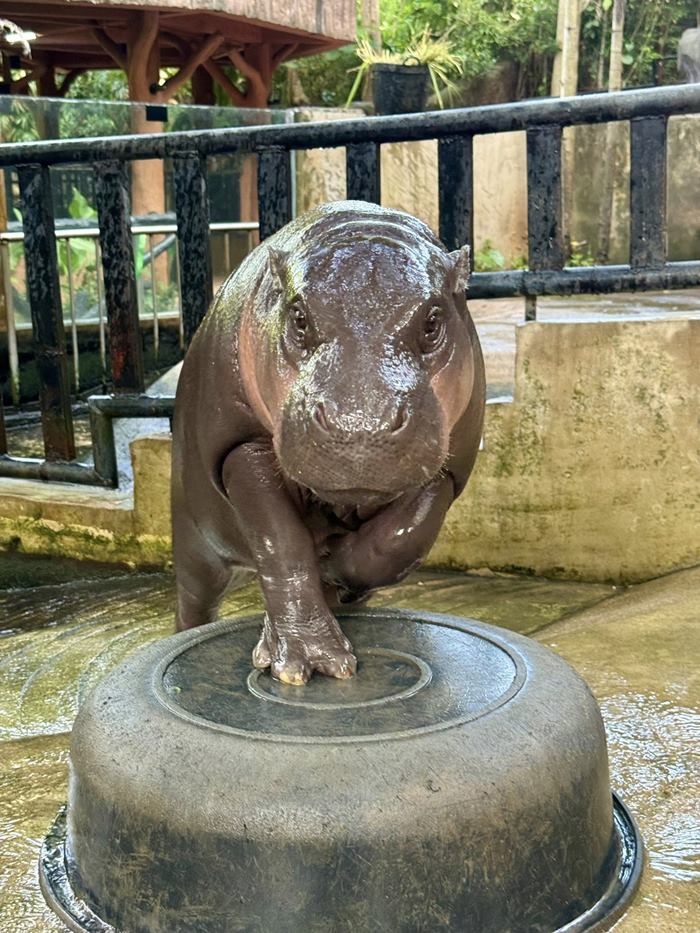 หมูเด้ง เขาเขียว