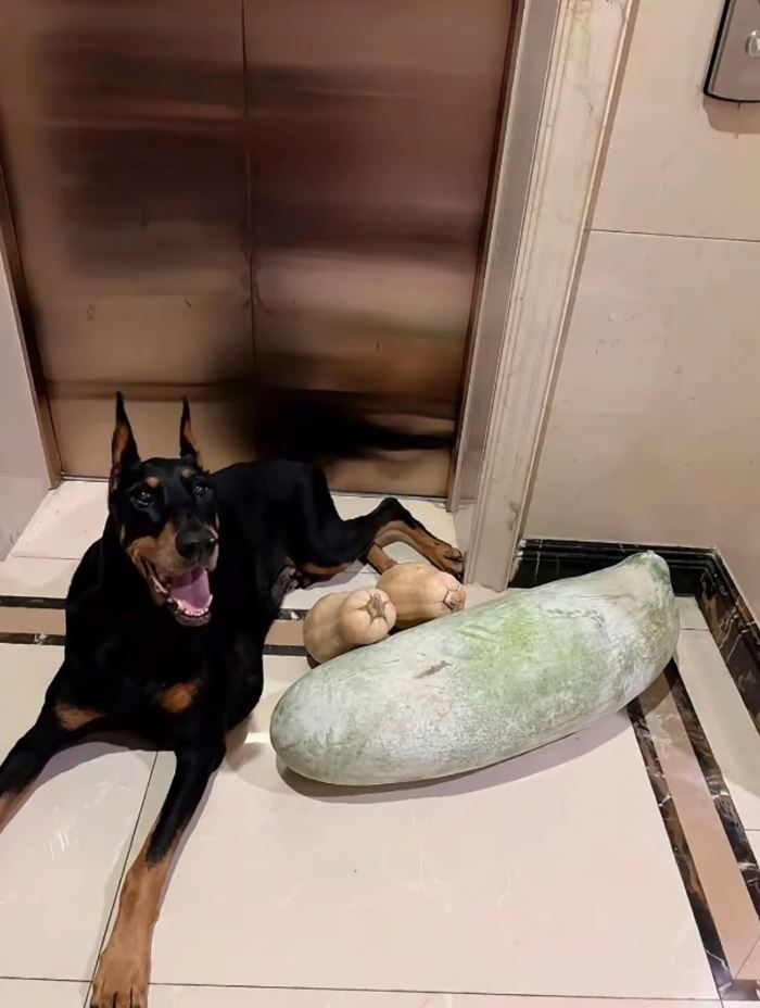 โคลนนิ่งสัตว์