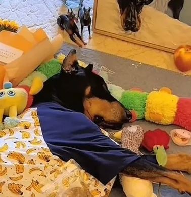 โคลนนิ่งสัตว์