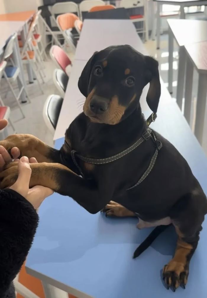 โคลนนิ่งสัตว์