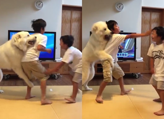 เจ้าตูบ