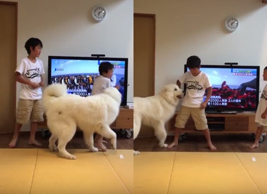 เจ้าตูบ