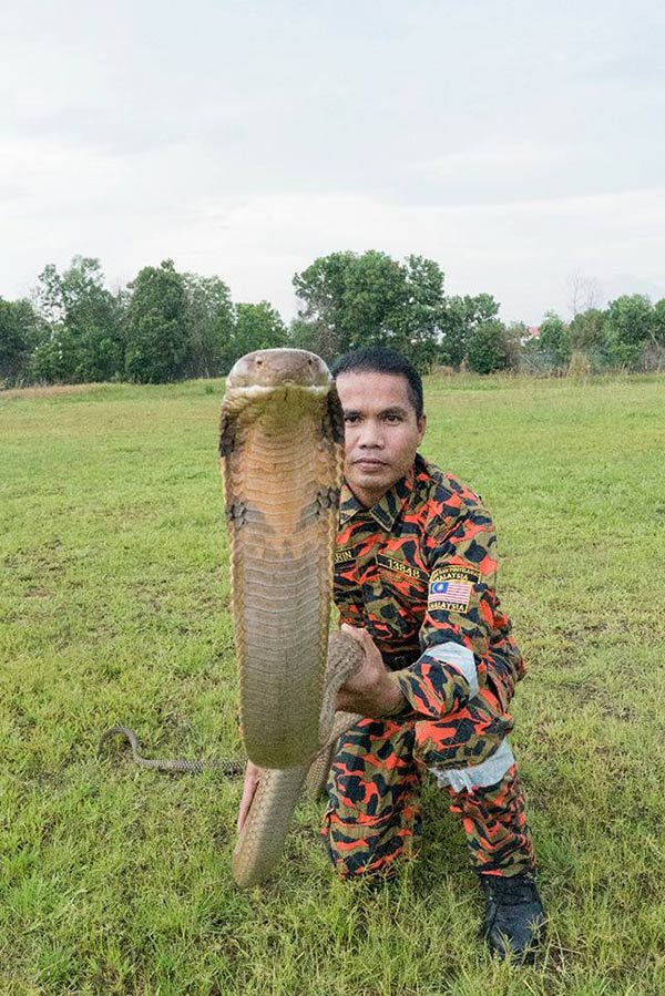 งูเห่ากัด