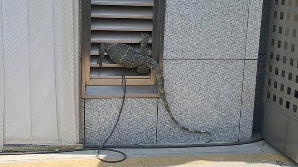 วัดพระธรรมกาย