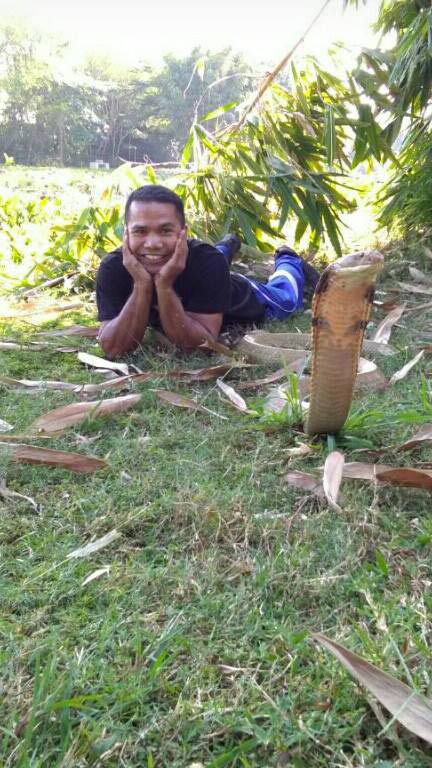 งูเห่ากัด