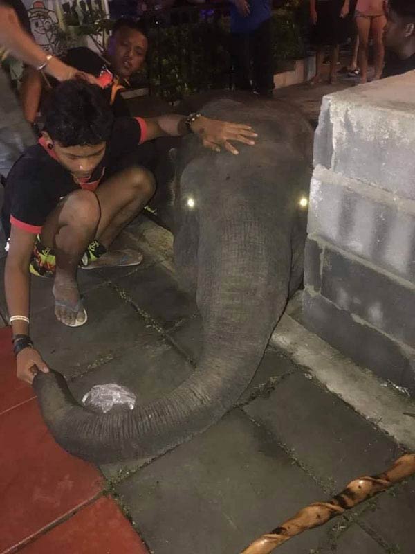 ช้างเร่ร่อน