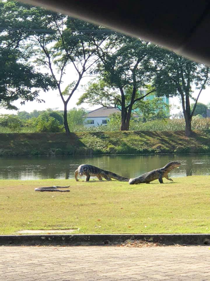 งู ปะทะ ตัวเงินตัวทอง