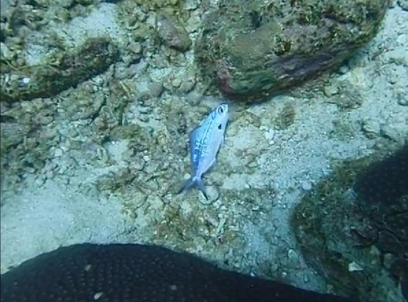 ทิ้งขยะลงทะเล