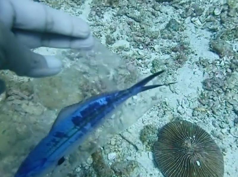 ทิ้งขยะลงทะเล