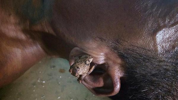 ตายปริศนา