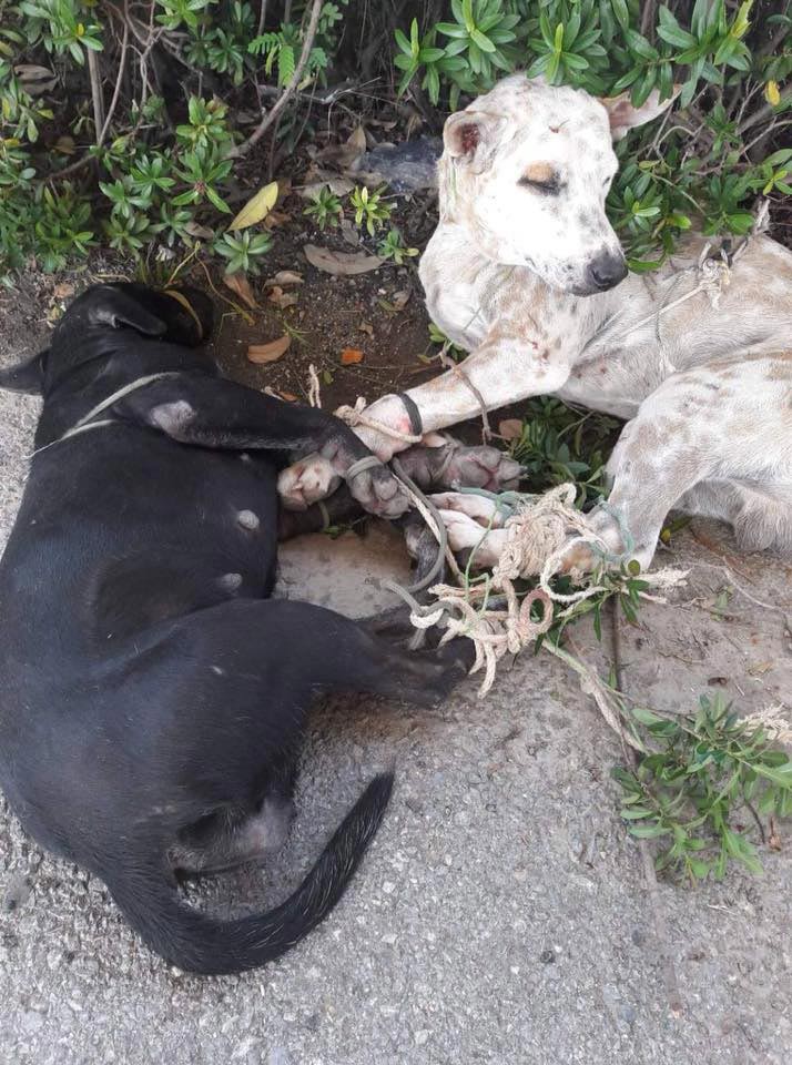 ทำร้ายสุนัข