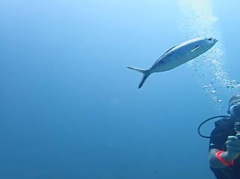 ทิ้งขยะลงทะเล