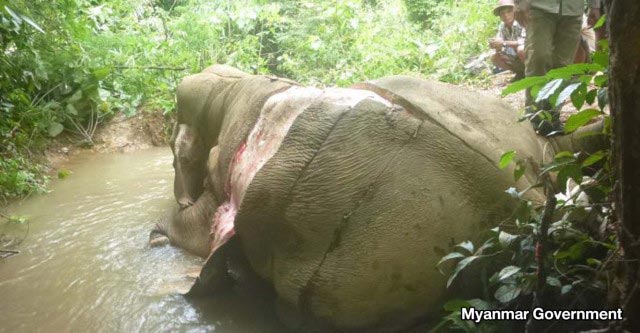 ล่าสัตว์