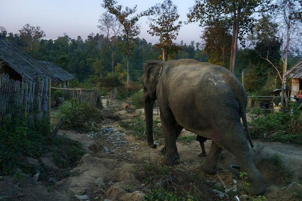 ล่าสัตว์