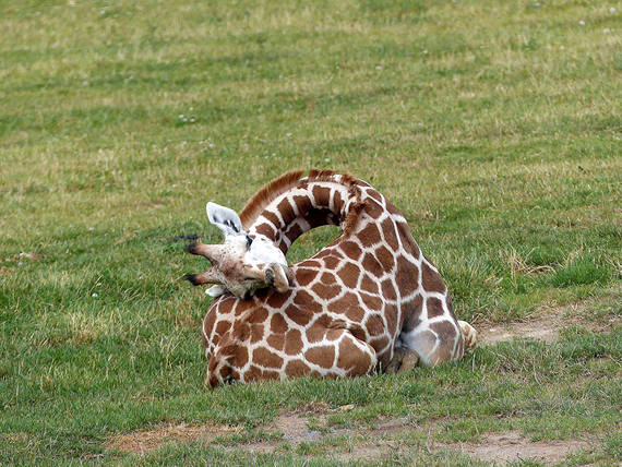 ยีราฟนอนหลับ