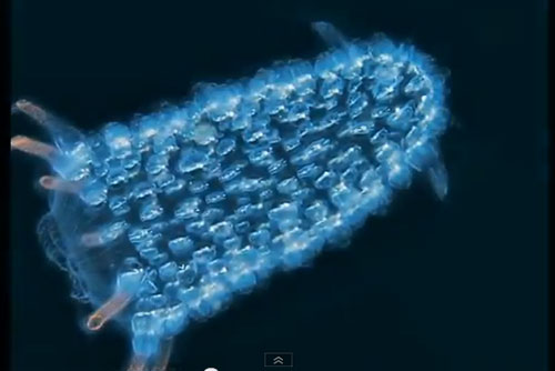 พบหนอนทะเลยักษ์หายาก-เรืองแสงได้ ใต้ทะเลลึก ออสเตรเลีย