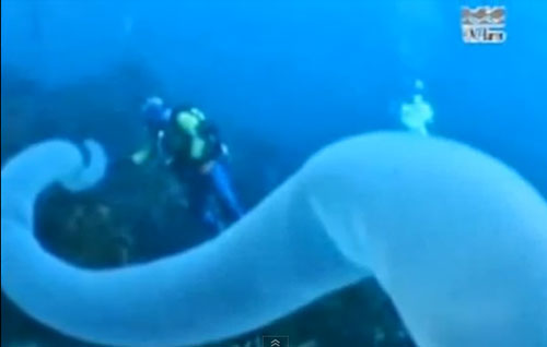 พบหนอนทะเลยักษ์หายาก-เรืองแสงได้ ใต้ทะเลลึก ออสเตรเลีย